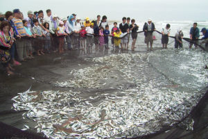 イワシ漁体験